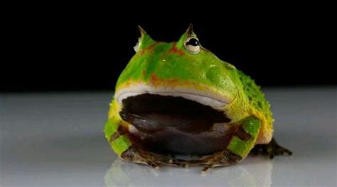 世界十大怪异青蛙，钟角蛙、玻璃蛙、黄边箭毒蛙均上榜(2)_巴拉排行榜