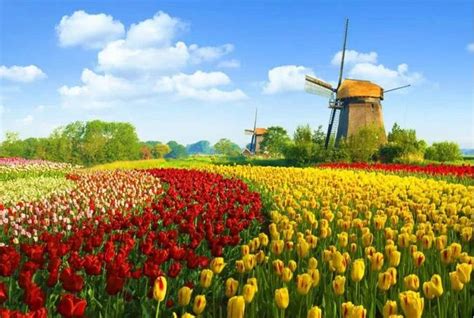 荷兰的“花花世界” 5大赏花攻略赏尽郁金香-新闻中心