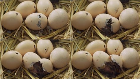 小鸡出壳为什么必须自己啄破蛋壳-百度经验