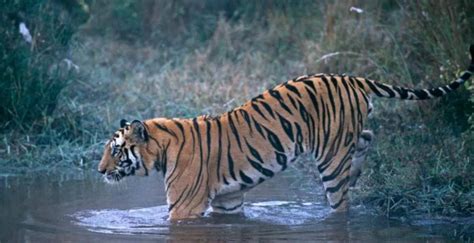 印度一野生老虎连杀9人，已被警方击毙_保护_瓦尔米基_来源