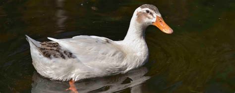 鸭子有哪些常见的品种，鸭子的尾巴起什么作用 - 农敢网