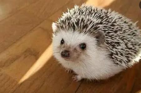刺猬头图片
