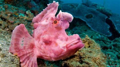 深海里有什么生物?深海中长相奇怪的10种动物_小狼观天下