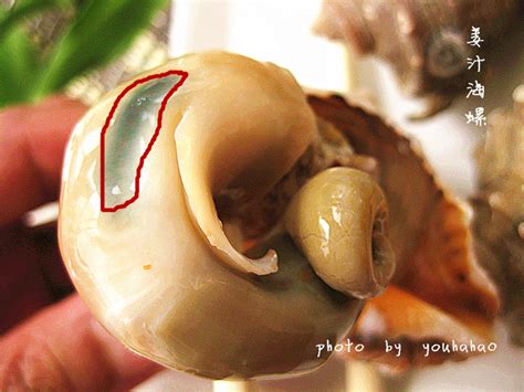 十种不能吃的海螺图片,不能吃的海螺的图片,十种不能吃的螺图片(第3页)_大山谷图库