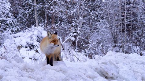 冬日雪地觅食野生动物红狐狸mov格式视频下载_正版视频编号164586-摄图网