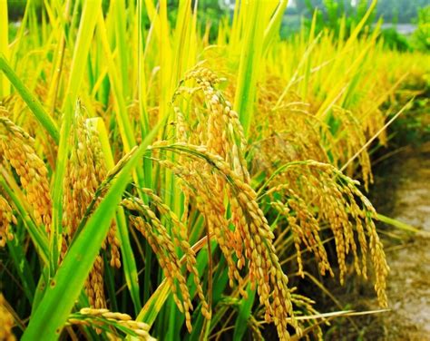 全球水稻产量前十排行榜，中国用7%的耕地养活了世界22%的人口