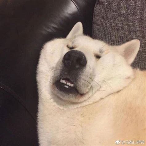 单身狗非主流头像