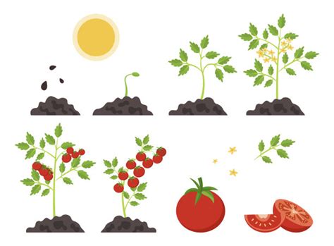 番茄植株生长阶段。素材图片免费下载-千库网