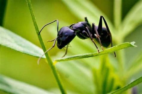 蚂蚁是昆虫吗，附蚂蚁窝的四种蚂蚁介绍-农百科