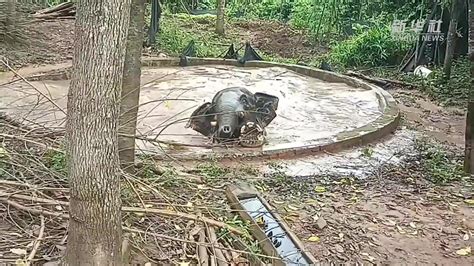 云南普洱：2.5吨重野象掉入蓄水池后获救_凤凰网视频_凤凰网