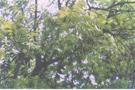 生长在树枝上的寄生植物高清图片下载-正版图片504281415-摄图网