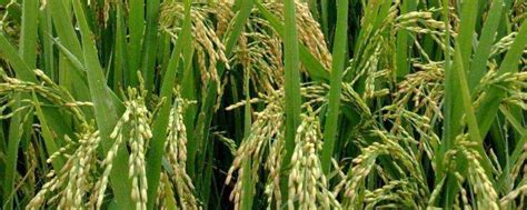 三系法杂交水稻原理，三系法杂交水稻是谁发明的-农百科