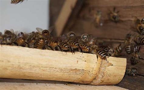 蜜蜂要多少天造一张脾，造脾速度影响蜂群的发展速度-农百科