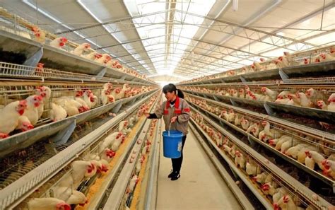 供应 邦驰江苏地区 肉鸡养殖设备 料斗 电机 升降绞盘-阿里巴巴