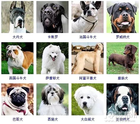 品种大全,大型犬品种大全(第7页)_大山谷图库