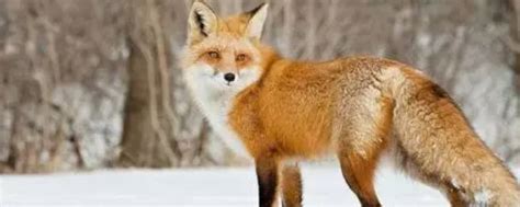狐狸的特点和性格是什么 狐狸的特点 _瞳孔