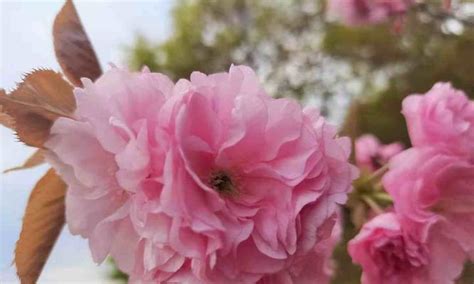 樱花花语——美丽与祝福的象征（深入探究樱花花语及其文化内涵）_花植网