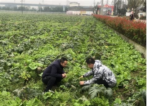 智慧农业助力蔬菜保供 第01版:要闻 20211224期 四川农村日报