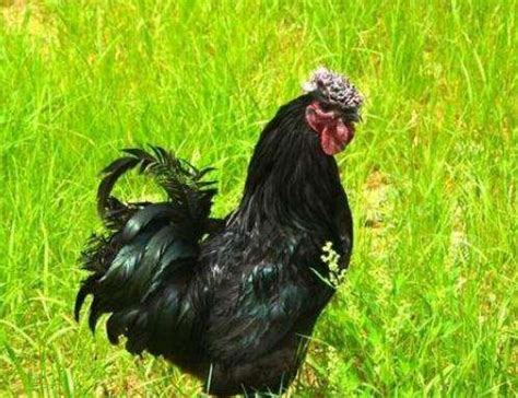 黑色的鸡是什么品种-农百科