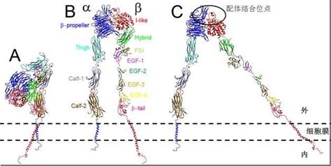 李来庚研究组揭示控制木质素合成开关的新机制----中国科学院分子植物科学卓越创新中心/中国科学院上海植物生理生态研究所