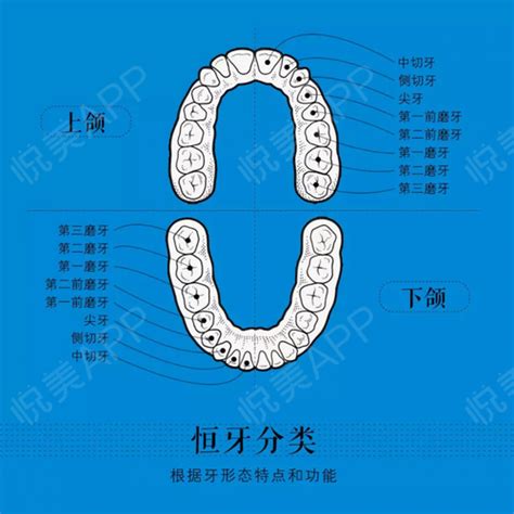 牙齿编号位置图图片