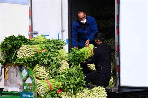 中国每年蔬菜集约育苗2000亿株-企业频道-东方网