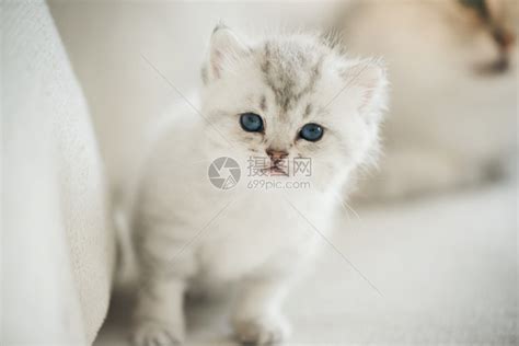 蓝眼睛小猫高清图片下载-正版图片501024301-摄图网