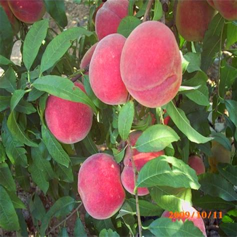 南方地区可以栽种什么桃树苗品种？ - 惠农网