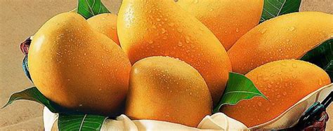 芒果不能和什么一起吃，芒果食用禁忌有哪些？ - 鲜淘网