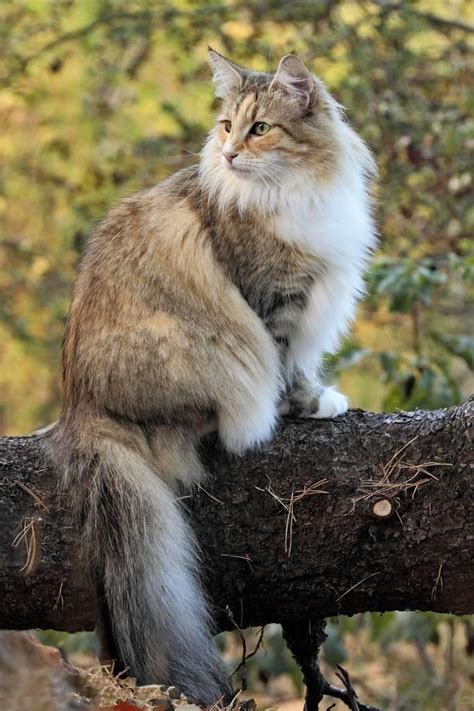 挪威森林猫图集图片