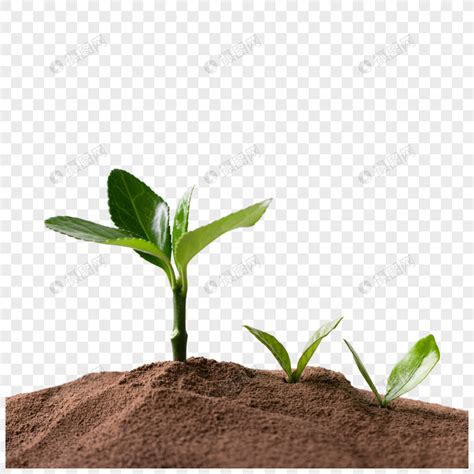 栽进泥土里的植物幼苗摄影高清jpg图片免费下载_编号venhdm24v_图精灵