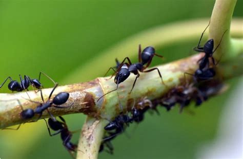 蚂蚁 priroda 宏观图片下载 - 觅知网