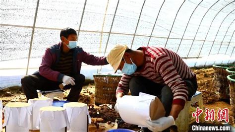 西藏林芝：发展特色产业 带动农民就近就业 - 华声在线