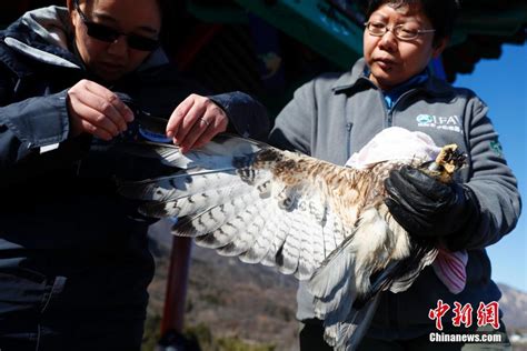 北京两只国家二级保护动物回归山林-大河网