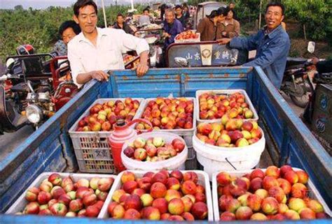 今日驻马店市油桃市场销售价格油桃格报价 null山东临沂 乐群水果基地-食品商务网