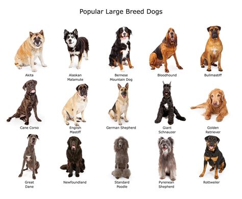 大型犬图片大全-大型犬高清图片下载-觅知网