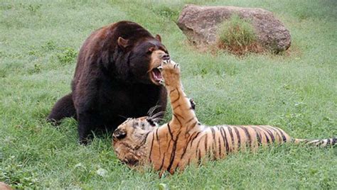 老虎捕杀一头巨大的棕熊，力量型的震撼对抗！