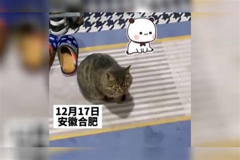 猫咪串门找朋友玩