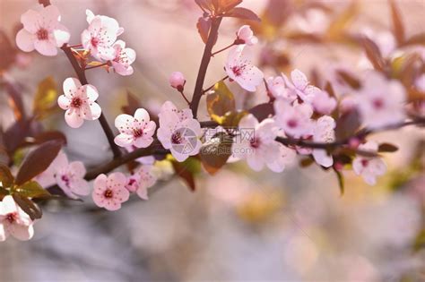 分支健康柔软度美丽的日本樱桃花背景春日有朵的高清图片下载-正版图片307964086-摄图网
