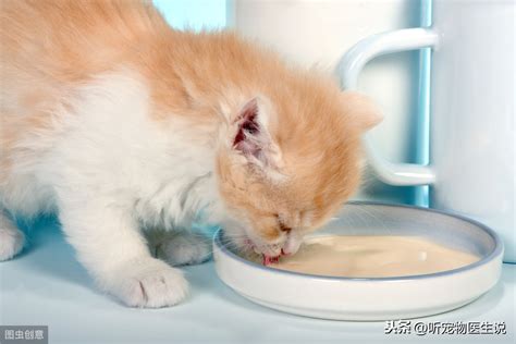 幼猫如何科学喂养？ - 知乎