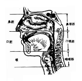 第二节 咽的解剖及生理_医生在线