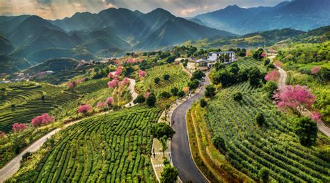 喜讯！安溪铁观音茶文化系统正式列入全球重要农业文化遗产_中国_世界_茶树