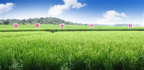 五常市田良水稻种植农民专业合作社官网