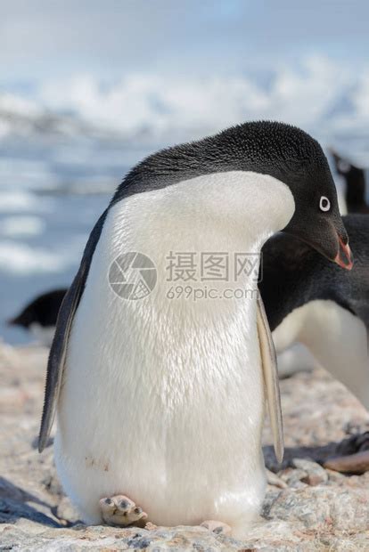 在大自然中的阿德利企鹅高清图片下载-正版图片505695657-摄图网
