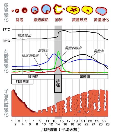 排卵期图片