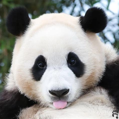 2023成都大熊猫繁育研究基地-旅游攻略-门票-地址-问答-游记点评，成都旅游旅游景点推荐-去哪儿攻略