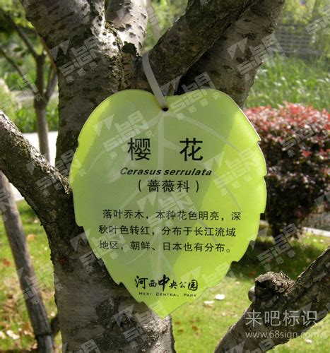 树木名称,常见树木图片及名称_大山谷图库