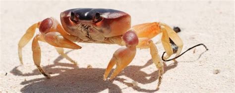 活螃蟹怎么保存过夜放水还是不放水-活螃蟹怎么能放一夜-趣丁网