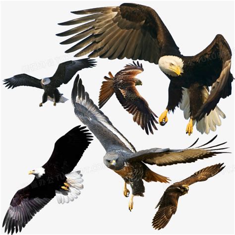 中国大型鹰类,大型鹰类,大型鹰类图片(第4页)_大山谷图库