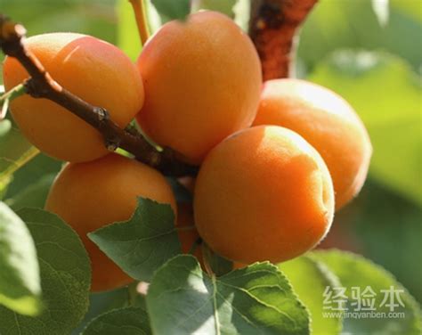梅子金黄杏子肥是什么季节的？ - 惠农网